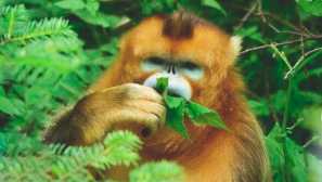 Златна валута маймуна